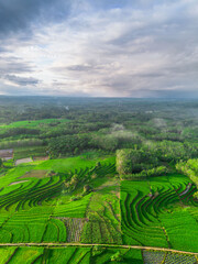Fototapeta premium Beautiful morning view indonesia panorama landscape paddy fields with beauty color and sky natural light