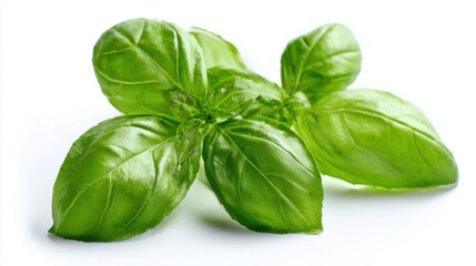 Vibrant green basil leaves are arranged on a white background, highlighting their smooth texture and aromatic appeal. These leaves are often used in cooking, adding flavor to dishes.