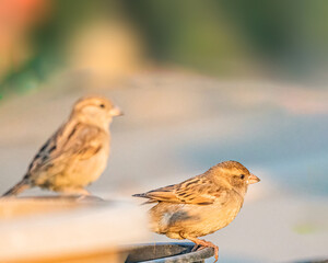 Sparrow