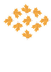 illustration leaf maple