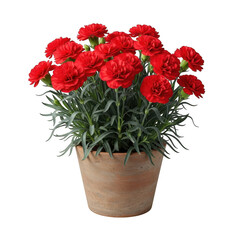 Vibrant red carnations in a rustic pot isolated on transparent background