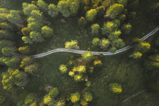 Aerial view of a winding path cutting through the green Alpe di Siusi, with trees displaying vibrant hues under the warm sunlight, Seiser Alm, Dolomites, Italy.