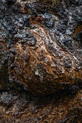 Close-up of rough tree bark texture with natural brown and gray colors