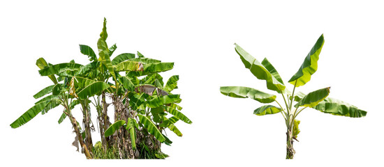 collection banana plant PNG transparent background 