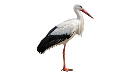 White stork standing with its head turned isolated PNG with Transparent Background © Toqeer