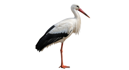 White stork standing with its head turned isolated PNG with Transparent Background