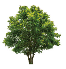 single tree PNG transparent background 