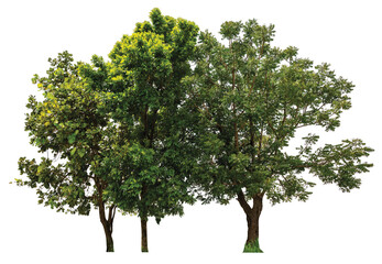 close up forest tree PNG transparent background 