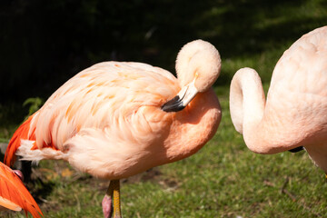 close up of flamingo