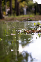 reflection in water