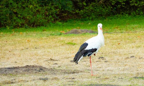 stork in the grass
