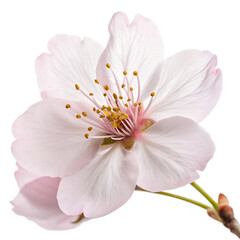 Closeup of a delicate cherry blossom isolated on transparent background, highlighting its petals and stamen
