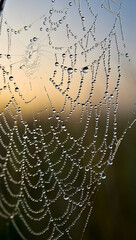 A delicate spiderweb glistens with morning dew, each droplet a tiny prism reflecting the soft, golden light of dawn, creating a mesmerizing display of natures artistry in a tranquil outdoor setting