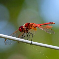 Red dragonfly on a wire (1)