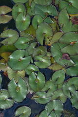 water lily's leaves in the pond, background