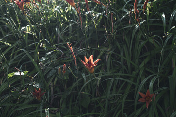 orange lily in the grass