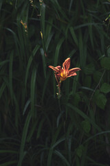 orange lily in the grass