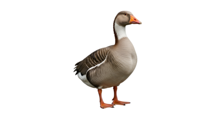 Greylag goose standing alert isolated PNG with Transparent Background