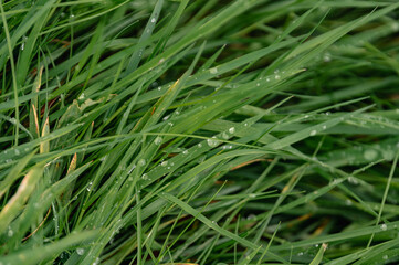 Light morning dew on the grass.
