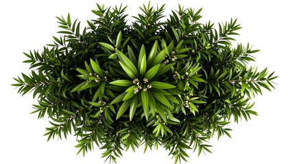 Top-down view of dense foliage