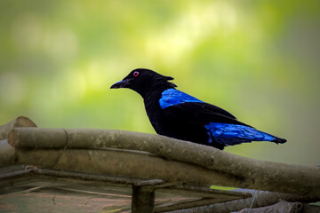 Asian Fairy bluebird beautiful bird 
