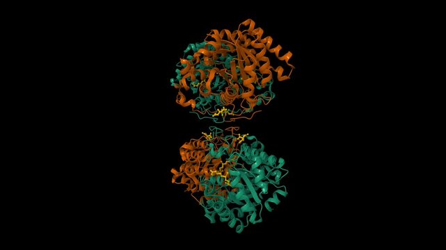 Betaine-homocysteine S-methyltransferase in complex with S-(delta-carboxybutyl)-L-homocysteine. Animated 3D cartoon and molecular surface models, pdb 1lt8, chain id color scheme, black background.