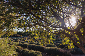Vitex agnus-castus plant called chaste tree in Cyprus island country