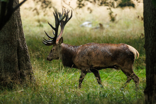 A stag Walking by