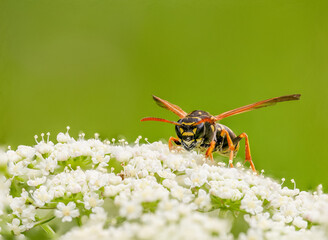 Vespula vulgaris (common wasp)