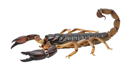 Brown scorpion with black pincers isolated PNG with Transparent Background