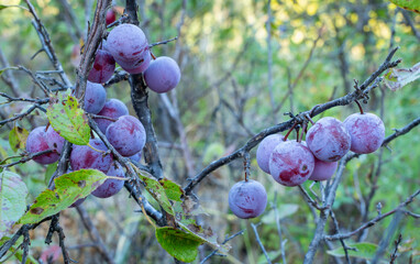 wild plum (Prunus americana) shrub with fruits on a shore of the DIsmal RIver in Nebraska...