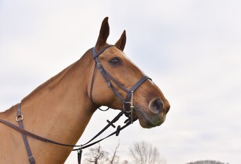Obraz premium The head of a chestnut horse wearing a leather bridle and running martingale against a gey sky.