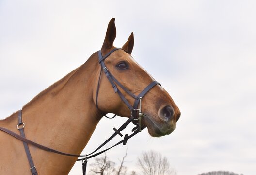 The head of a chestnut horse wearing a leather bridle and running martingale against a gey sky.