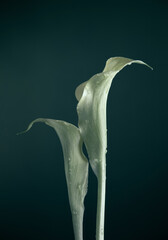 two flowers with drops of water on green background