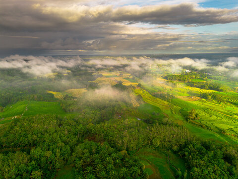 Beautiful morning view indonesia panorama landscape paddy fields with beauty color and sky natural light