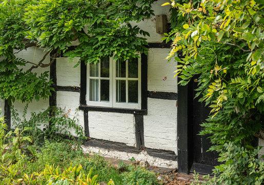 Window surrounded by wisteria in an old white tudor English rural cottage