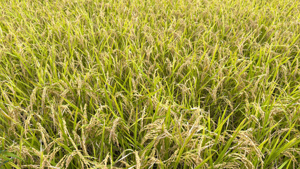 Golden Autumn Rice Field with Rough Textured Ears of Grain Symbolizing Harvest and Seasonal Transformation
