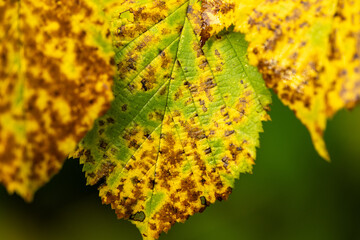 Bright colored macro of autumn leaves with a darker green out of focus background

