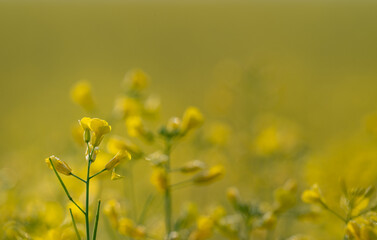 A single stem of bright yellow canola flowers on a soft background of yellow shades
