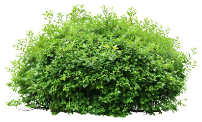 PNG Lush green bush isolated background