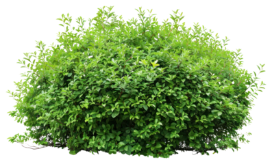 PNG Lush green bush isolated background