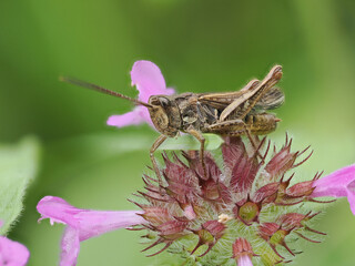common field grashopper (Chorthippus brunneus)