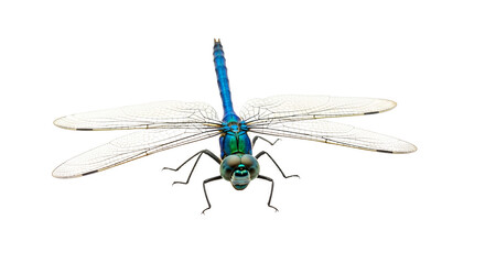 Blue dragonfly close-up with translucent wings isolated PNG with Transparent Background