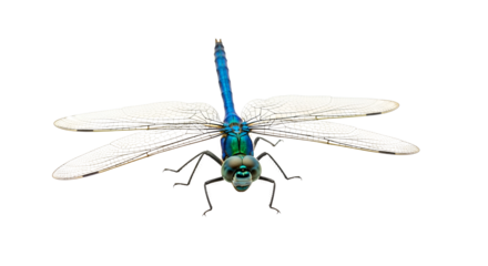 Blue dragonfly close-up with translucent wings isolated PNG with Transparent Background