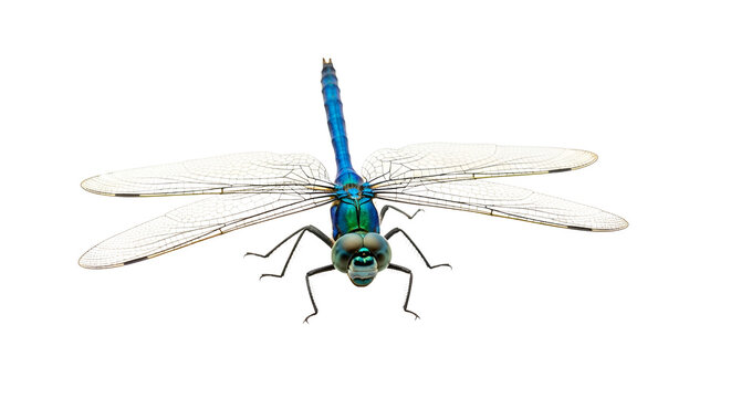 Blue dragonfly close-up with translucent wings isolated PNG with Transparent Background