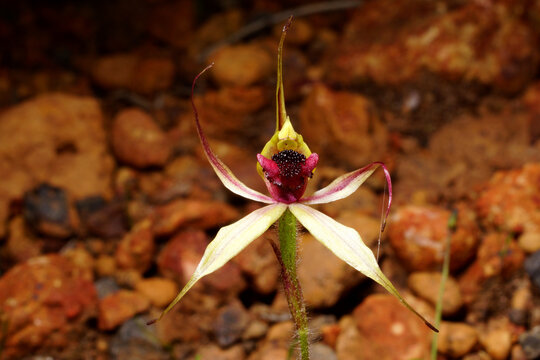 Leaping Spider Orchid (Caladenia macrostylis) in flower, Western Australia