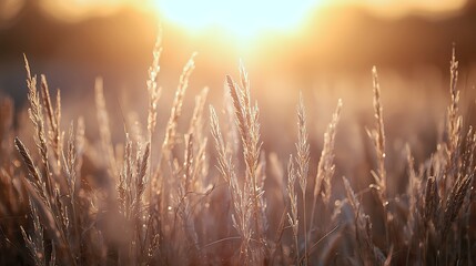 Warm Sunlight Illuminates A Field Of Tall Grasses During Golden Hour, Highlighting Their Delicate Forms And Creating A Serene Natural Scene.