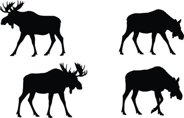 Set of moose silhouettes including antlered and non-antlered in walking poses, isolated vector illustration perfect for wildlife and nature designs.