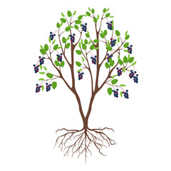 Irga bush with berries and roots on a white background..eps