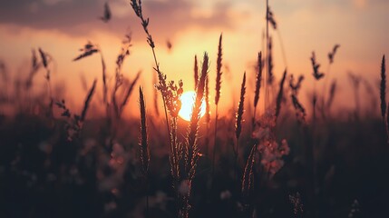 Obraz premium Warm Golden Hour Light Shines Through Tall Grass Silhouettes In A Peaceful Rural Field At Sunset, Creating A Serene Natural Landscape.